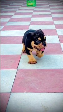 Funny Dog Moment #Funny Animal #Funny Video #Kids #Child