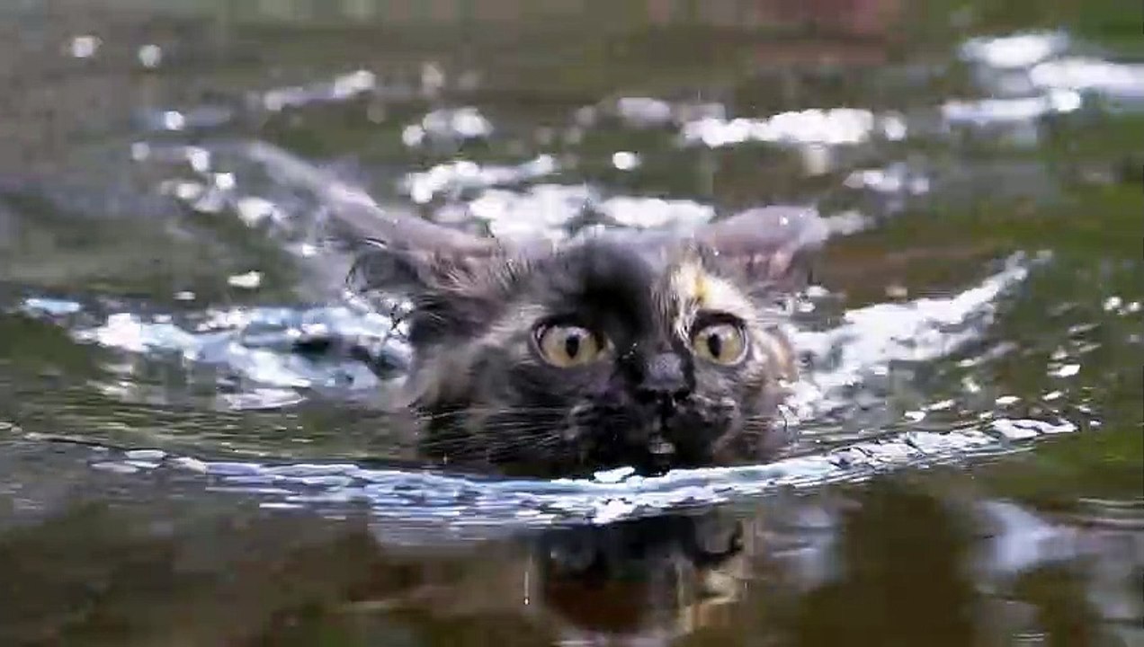 Kucing-bereng-sungai -mixkit-wild-cat-swimming-in-a-river-32473-medium