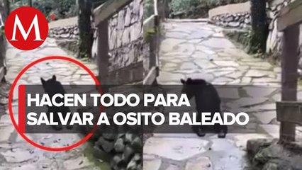 Osezno baleado está grave, pero eutanasia no es opción, dice fundación