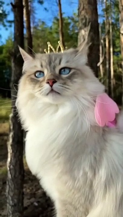 Cute baby cat transformation