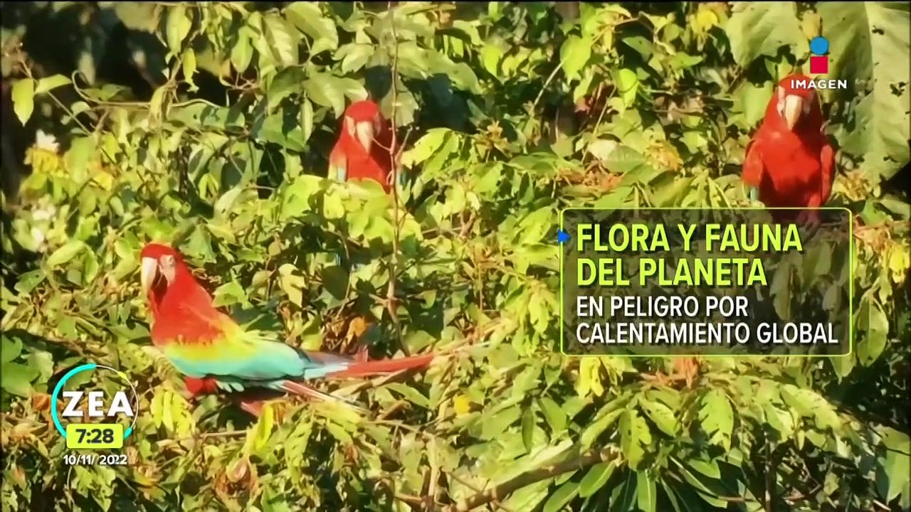 El impacto del cambio climático en las especies animales y vegetales