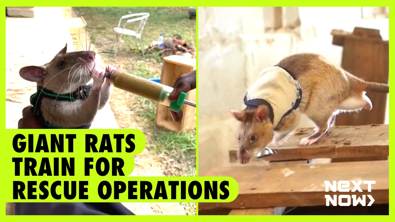 Giant rats train for rescue operations | Next Now - video Dailymotion