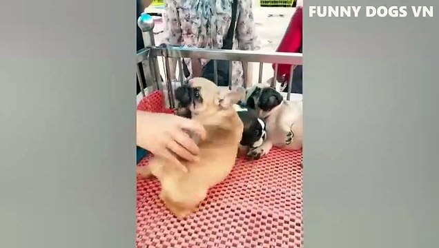 Funniest Animals Video Funny Dogs And Cats Try Not To Laugh Animals 2022_480p (5)