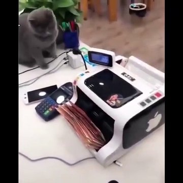 Cat's funny - silly cats