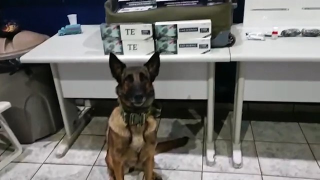 BPFRON apreende cigarros e medicamentos contrabandeados em Cascavel