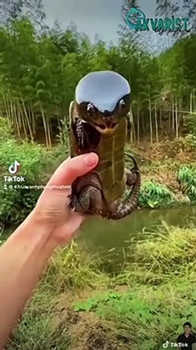 A LIFETIME, JUST SEE A TURTLE LIKE THIS...