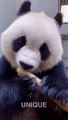 팬더 대나무 먹방  Panda Bamboo Mukbang EATING SOUNDS