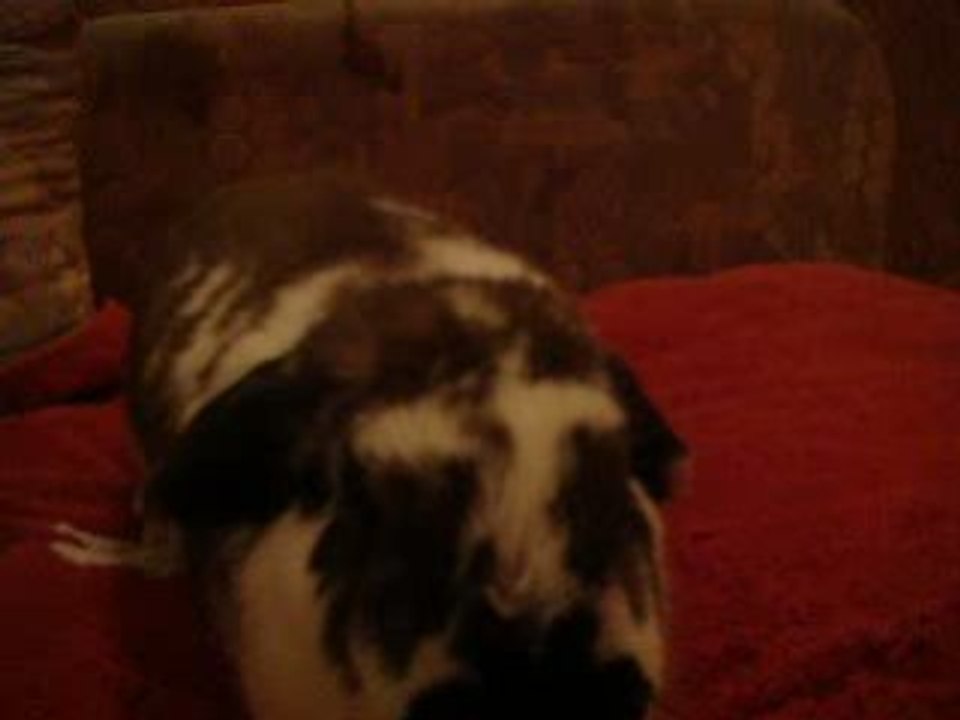 Attention Lapin Méchant
