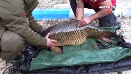 Görenler şaşkınlıklarını gizleyemedi! Türkiye'nin en büyük sazanı yakalandı
