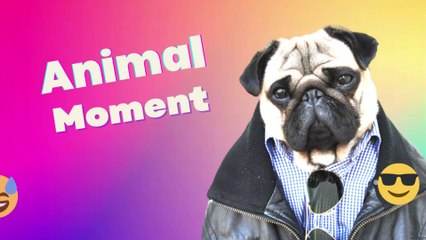 BEST FUNNY AND CUTE PET MOMENT COMPILATION #16 ANOYING CAT, DOG, AND OTHER ANIMAL HERE!