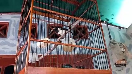 Burung Jalak suren yang indah