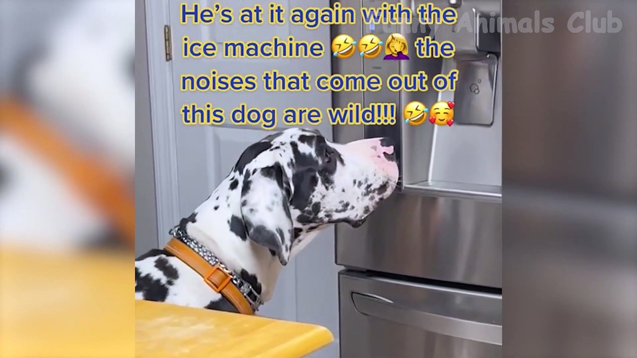 Funny Animal Videos 2022  - Best Dogs And Cats Videos