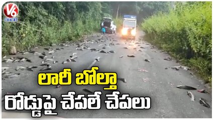 Fish Lorry Overturns In Ghat Road, Chittoor District | V6 News