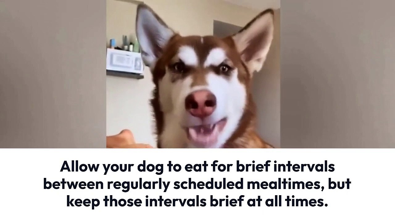 funny dog (2)