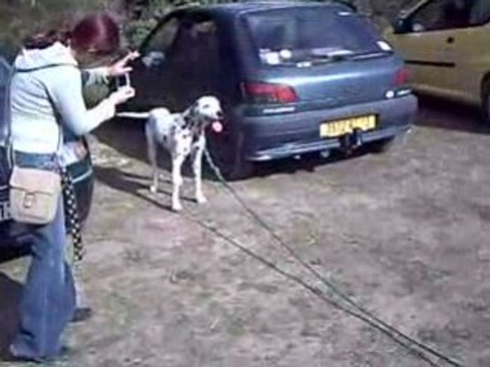 Pongo dalmatien
