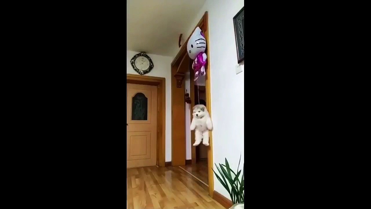 the cutest type of puppy