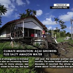 Climate Migration: Açai growers flee salty Amazon water