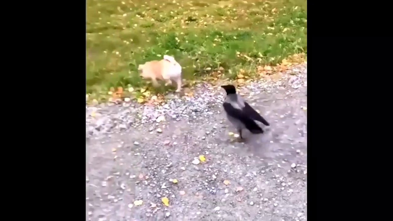 Funniest Animals Videos - Best Cute Cats and Crazy Dogs Videos 2022! - FUNNY ANIMALS' SOCIETY