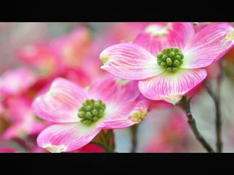 REMIX-Wolfgang Amadeus Mozart-Sonata No. 11 A major