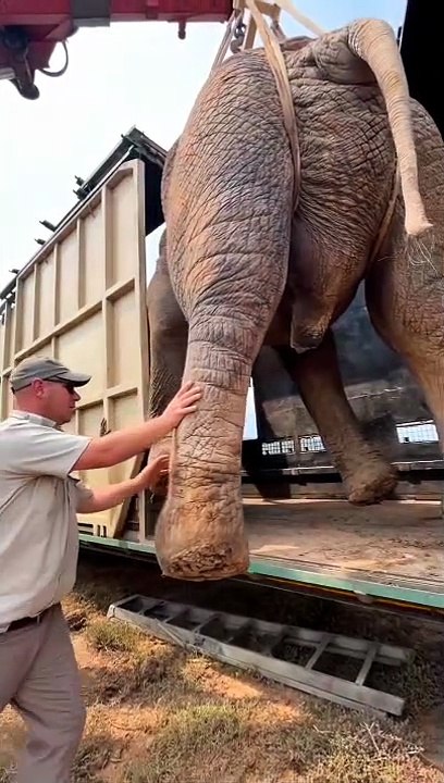Elephant  | heavy animals  |