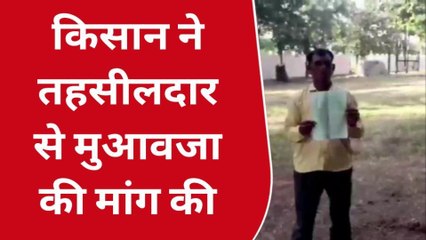 बड़वारा : जंगली सूअर ने किया फसल को किया नष्ट,मुवावजे की मांग