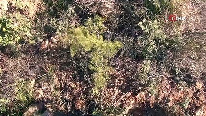 Pendik’te teröristlerin yaktığı orman havadan görüntülendi