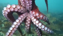 Giant octopus ‘hugs’ Canadian diver in extraordinary encounter