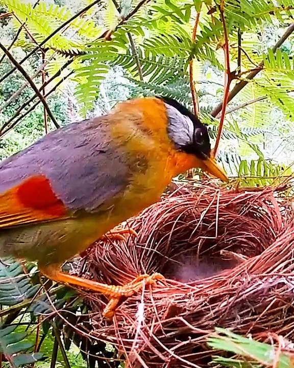 mother bird feeding chicks video Dailymotion