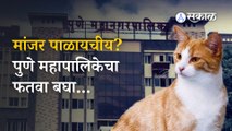 Pune Municipal Corporation : मांजर पाळण्यासाठी लागणार लायसन्स नाहीतर... | Sakal Media