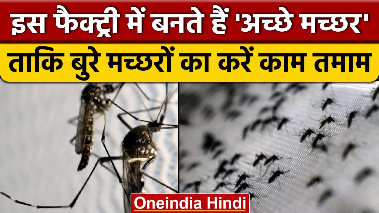 China Mosquito Breeding: चीन के Good Mosquito अब बुरे मच्छरों को सिखाएंगे सबक | वनइंडिया हिंदी* News