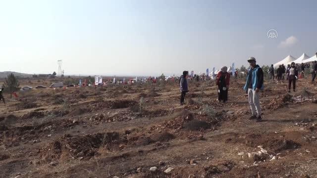ŞANLIURFA - Fidanlar toprakla buluşturuldu