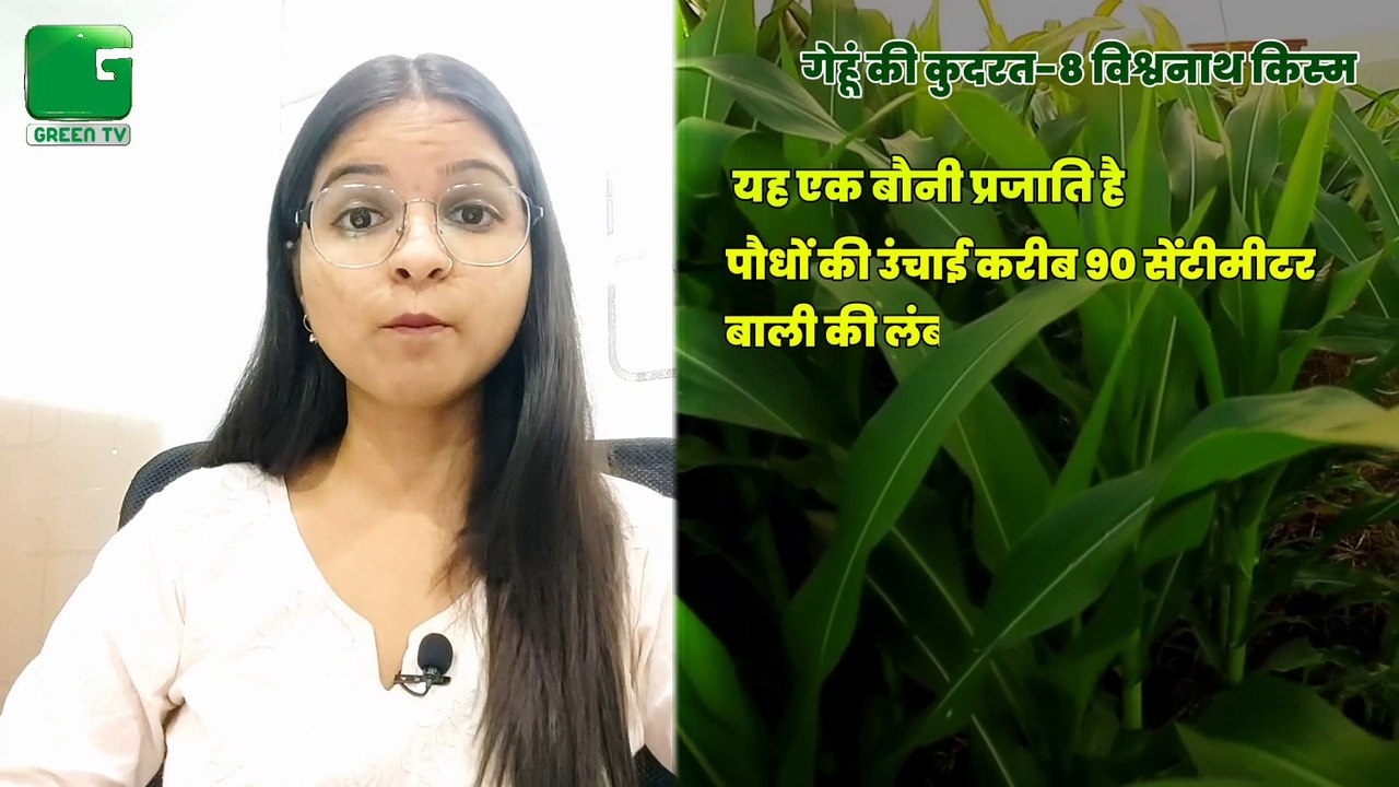 Wheat Cultivation - गेहूं की खेती | इन उन्नत किस्मों की करे बुवाई तो होगी अच्छी पैदावार और होगी अच्छी कमाई | Green TV