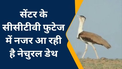 जैसलमेर : सम ब्रीडिंग सेंटर में 3 राज्यपक्षी गोडावण की हुई मौत