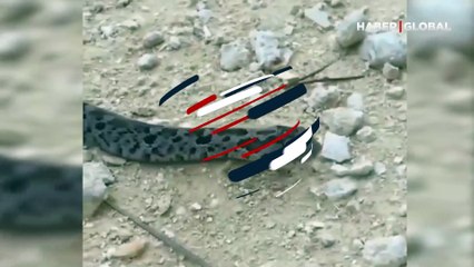 Yılanın ölü taklidi yaptığı görüntüler izlenme rekoru kırdı