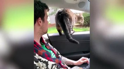 BEST DANK CAT MEMES COMPILATION (from TikTok)