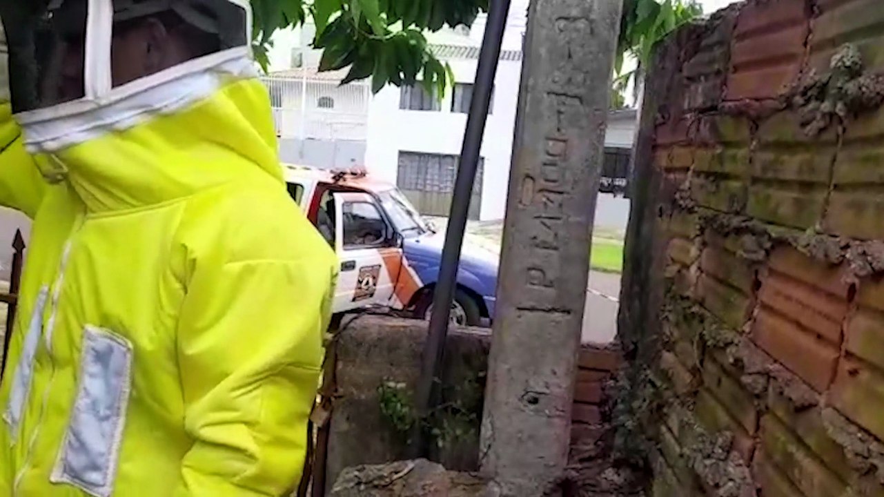 Defesa Civil retira grande enxame de abelhas no Bairro Cancelli; área precisou ficar isolada