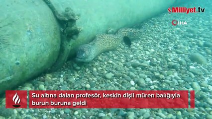 Su altına dalan profesör, keskin dişli müren balığıyla burun buruna geldi