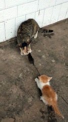 Cats | Funny  cats  | animals  | cute animals  | funny moments