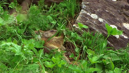 Curious marmots in the Alps