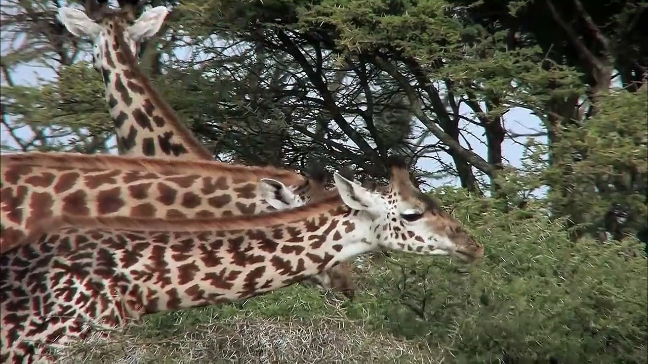 The greatest animal migration on earth