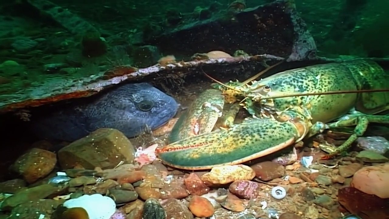 Lobsters - The armoured knights of the oceans