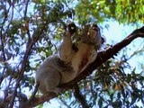 Koala Dreams - Tales of the Old Growth Forest