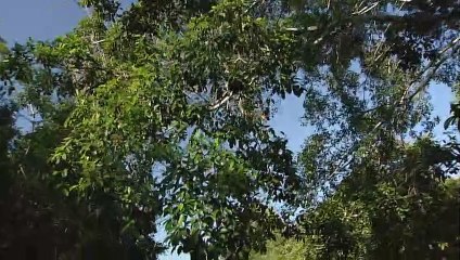 Flying lizards - A day in the wonderful rainforests of Borneo