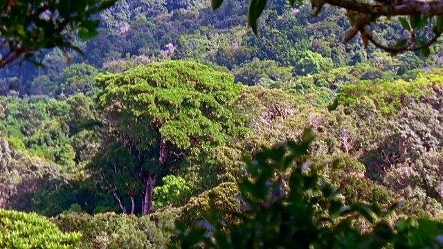The Strangler Fig – An unbelievable tree killer