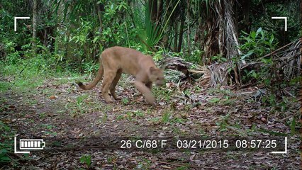 Breathtaking insights into the amazing ecosystem of the Everglades National Park