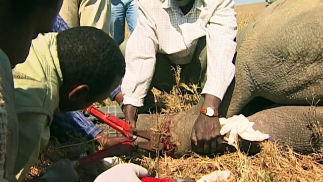 Wildlife Warriors - The tough fight against the extinction of endangered species