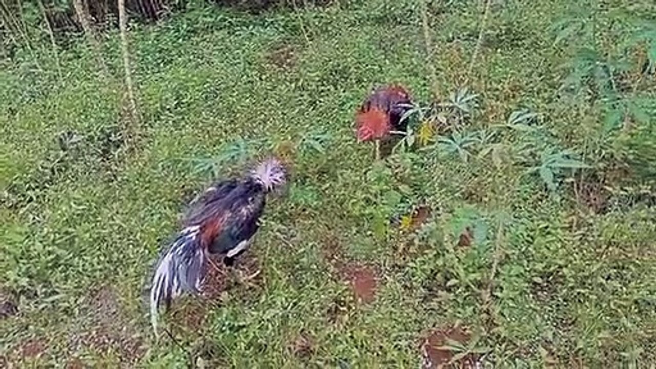 Ayam tarung atau ayam laga