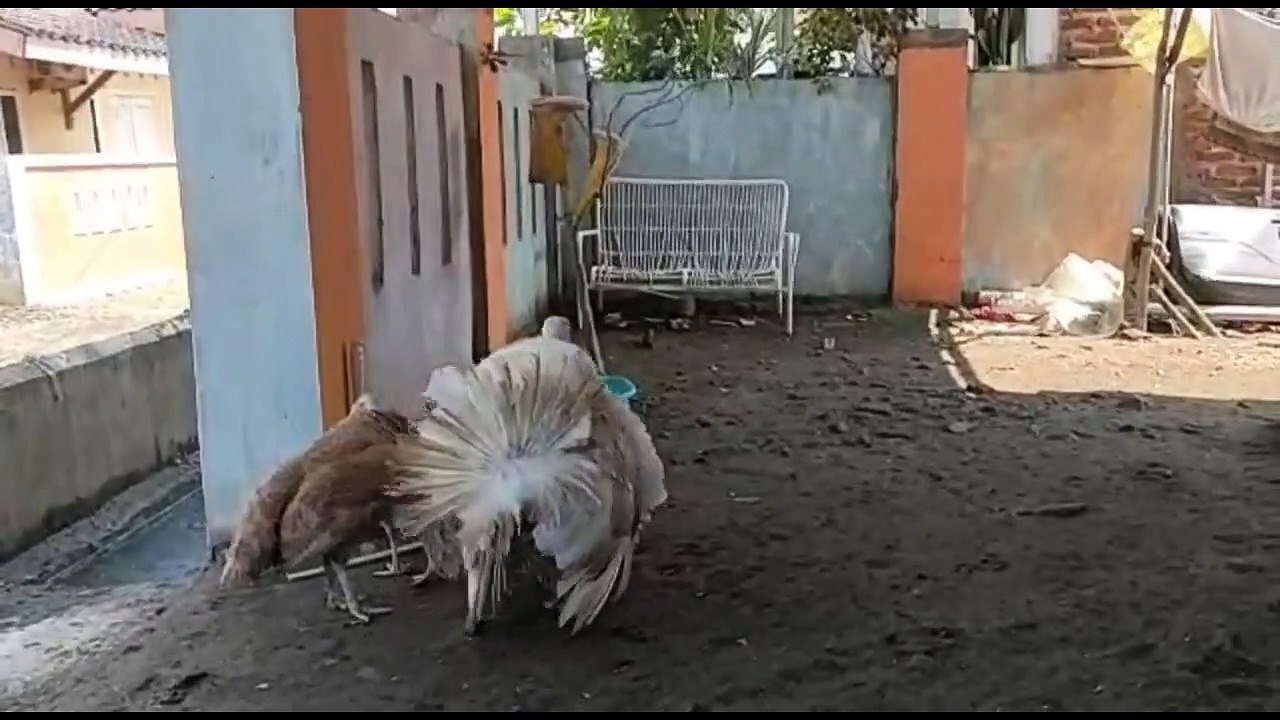 Ayam kalkun