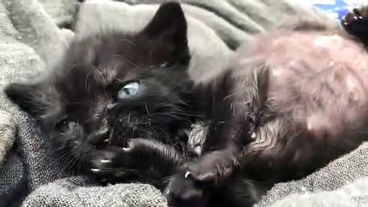 snake in cats