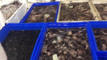 ÇANAKKALE - 1 ton deniz patlıcanı ele geçirildi